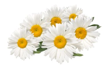 Beautiful chamomile flowers