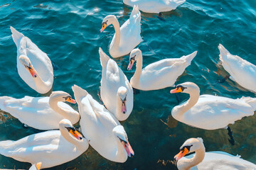 swans on the lake of Zurich, Switzerland