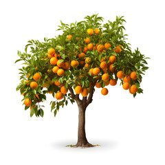 Tangerine or kumquat trees isolated on transparent or white background, png - obrazy, fototapety, plakaty