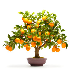 Tangerine or kumquat trees isolated on transparent or white background, png
