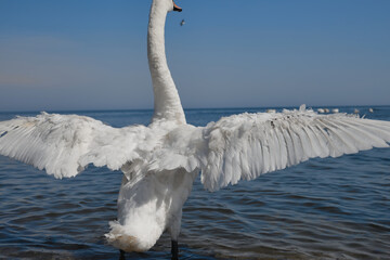 A big white swan by the sea spreads its wings apart like an airplane on takeoff
