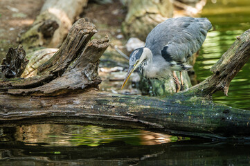 the grey heron stay in water and looking for the fish or another food