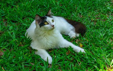 gato doméstico branco e preto com pinta preta no nariz