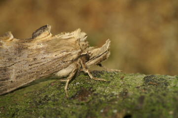Closeup on the Pale Prominent moth,Pterostoma palpina, with it's remarkable snout