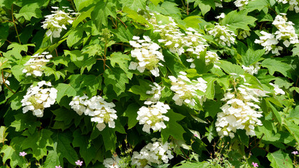 (Hydrangea quercifolia) Oakleaf hydrangea 'Harmony'. Ornamental shrub with canonical panicles of white flowers on stems with denses dark green to bronze deeply lobed leaves
 - obrazy, fototapety, plakaty