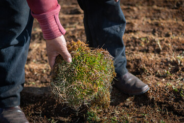 A man scratching grass pack for combustion, Peruvian traditional way