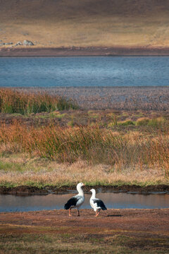 Two Andean geese resting in a landscape composed for a lake  and grass at sunset in Palcamayo, Tarma, Junin, Peru.