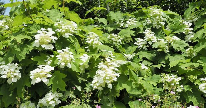 (Hydrangea quercifolia) Oakleaf hydrangea. Decorative garden multi-stemmed shrub with large cone-shaped showy panicles of white flowers and attractive dark green deeply lobed foliage

