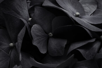 Macro soft focus Black hydrangea flower nature background.