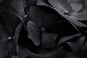 Foto auf Acrylglas Macro soft focus Black hydrangea flower nature background. © Liliia