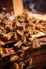 A swarm of bees around a hive, focus on the activity, vertical photo
