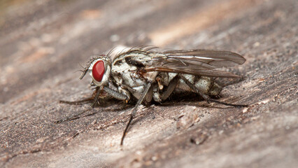 macro of a fly