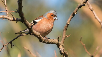 robin on a branch