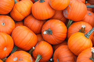 pumpkin harvest in autumn season