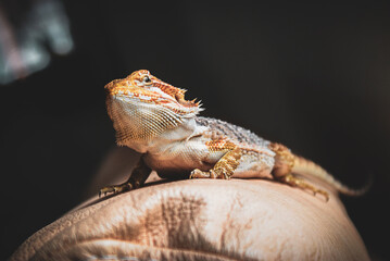 agama brodata jaszczurka domowa mała