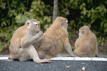 macaques 