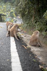 group of monkeys