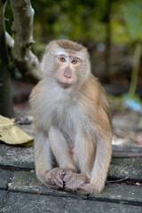 monkey sitting 