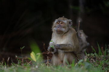 Crab eating macaque troop are looking for food in the forest. Macaque on the Mauritius island. Small monkey is exploring nature.