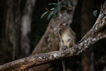 Crab eating macaque troop are looking for food in the forest. Macaque on the Mauritius island. Small monkey is exploring nature.