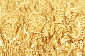 Close-up of a cereal field on a clear sunny day with shallow depth of field.