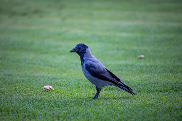 The carrion crow is a bird species from the corvidae family that lives in western Europe and eastern Asia.