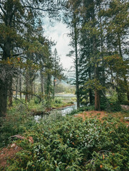 Obraz premium woodland footpath