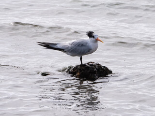 Elegant tern