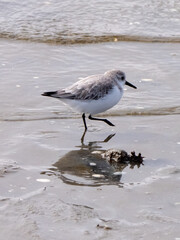Sanderling