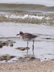 Black bellied plover, winter plumage