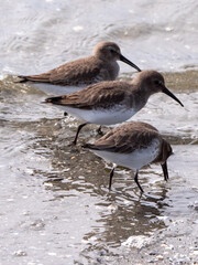 Dunlin