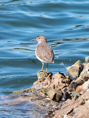 Spotted sandpiper.