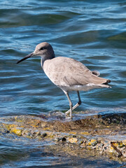 Willet wading