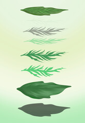 several shapes, illustrations of leaf shapes that have not been combined