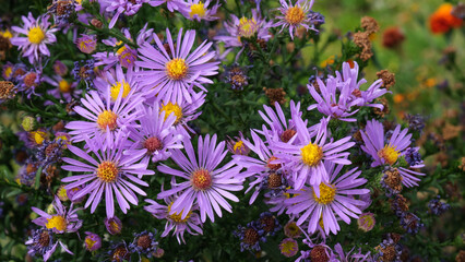 Purple aster amellus flowers in the garden