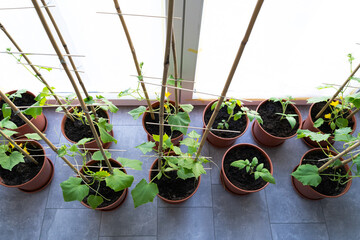 Tomato and cucumber plants in pots while growing inside the house in spring 
