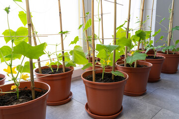 Small cucumber plants in pots while growing inside the house in spring 