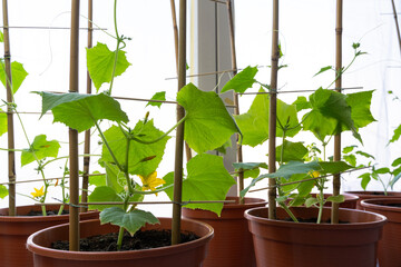 Small cucumber plants while growing inside the house in spring 