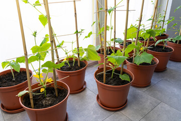 Small cucumber plants in pots while growing inside the house in spring 