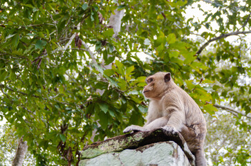 Funny Monkey Sitting On A Column At The Angkor Wat Temples In Siem Reap, Cambodia