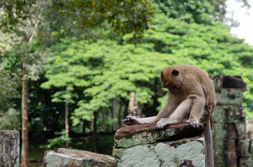 Funny Monkey Sitting On A Column At The Angkor Wat Temples In Siem Reap, Cambodia
