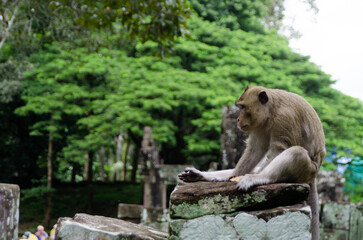 Funny Monkey Sitting On A Column At The Angkor Wat Temples In Siem Reap, Cambodia