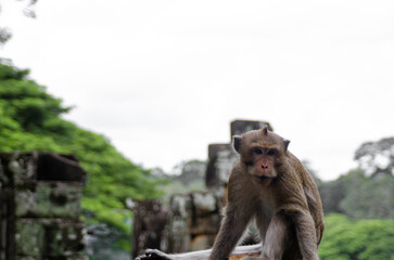 Funny Monkey Sitting On A Column At The Angkor Wat Temples In Siem Reap, Cambodia