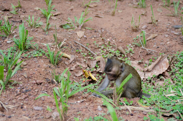 A baby monkey eats grass in the jungle. Travel through Asia. Concept of tourism and travel and wild animals.