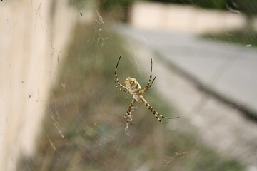 Argiope lobata spider on web