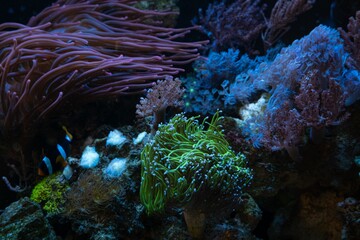 torch coral, Capnella sp and pulsing xenia, fluorescent polyp frag, Clark's anemonefish in bubble tip anemone, live rock ecosystem farm, nano reef marine aquarium, LED low light, pet for aquarist