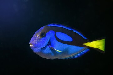 royal blue tang natural behaviour in coral reef marine aquarium, popular domesticated pet for...