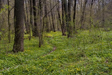 hidden countryside path, early spring forest thickets, rich flower weed vegetation, tree trunk, winding desolate bicycle route, European seasonal spring awaken, active rest concept, feeling nature