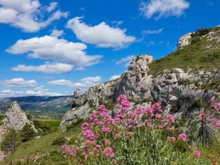 Red valerian in the sumptuous setting of a superb landscape in the Alpilles under a magnificent blue sky adorned with pretty white clouds in Provence in France 