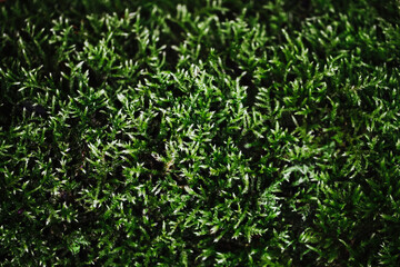 Fototapeta premium Green moss closeup texture. Forest ground macro background. Moss growing on stone. Turf texture. Foliage green plant pattern. Lichen detailed macro backdrop.